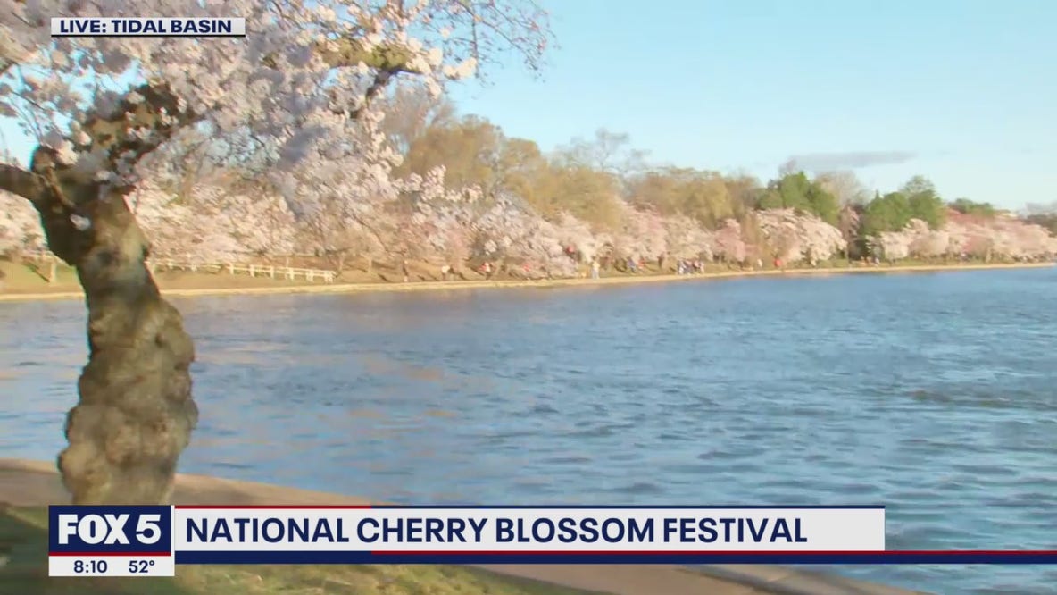Gwen Tolbart speaks with cherry blossom visitors